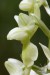 F (0256) Vstavač bledý (Orchis pallens L.)