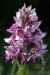 F (0267) Vstavač vojenský (Orchis militaris)