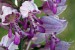 F (0269) Vstavač vojenský (Orchis militaris)