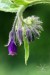F (0271) Kostihoj lekársky (Symphytum officinale)