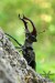 M (0325) Roháč veľký (lucanus cervus)