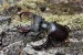 M (0326) Roháč veľký (lucanus cervus)